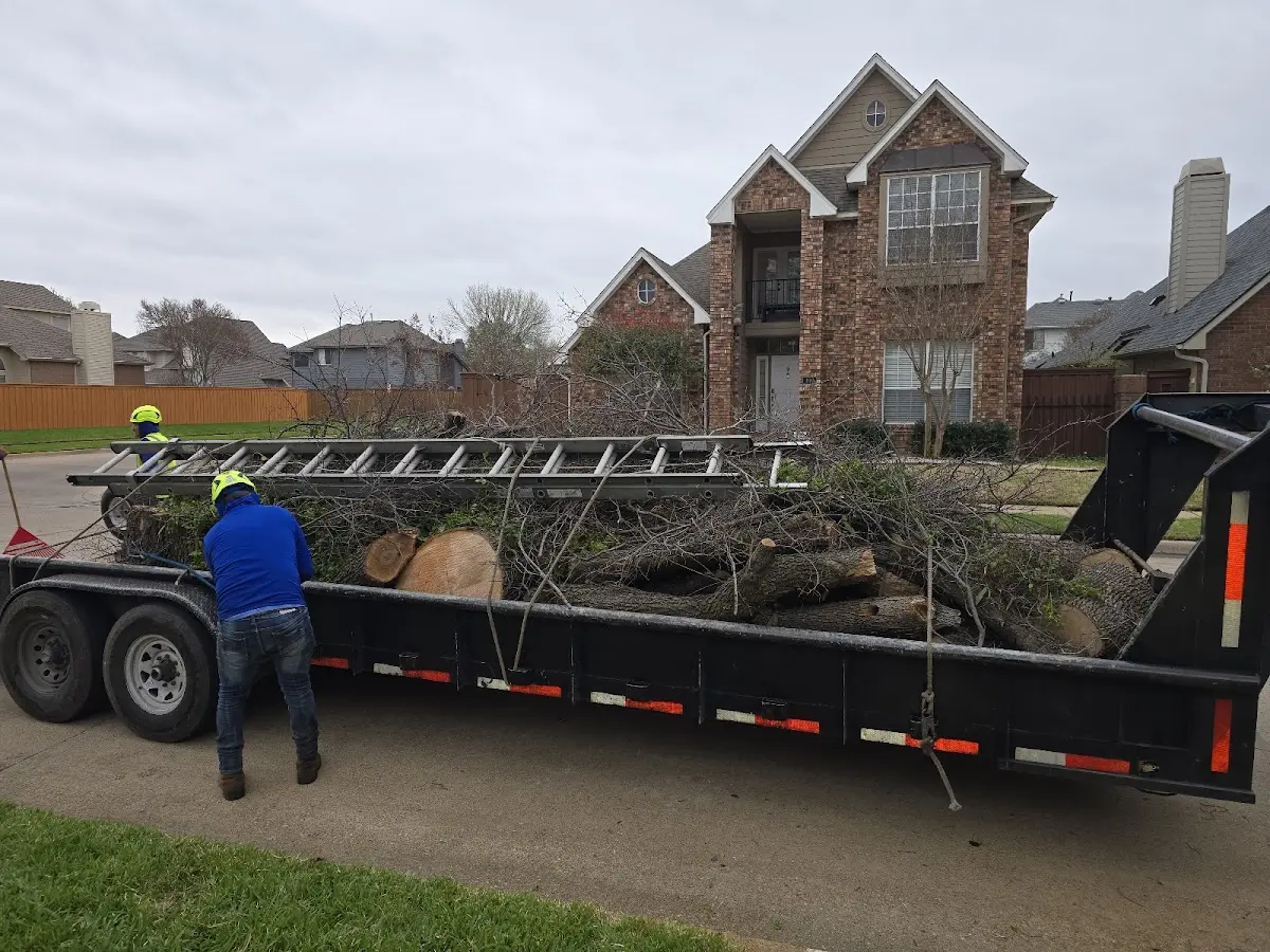 Expert Tree Pest Control with proper safety equipment in King George